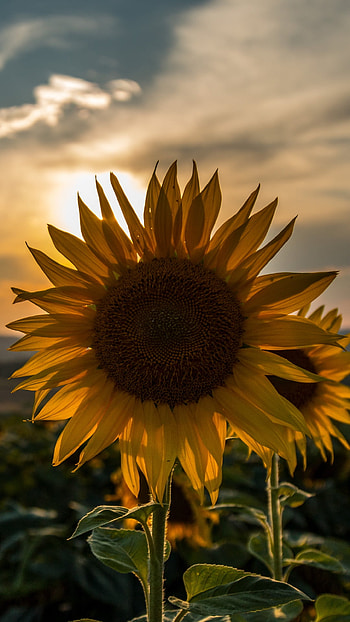 Golden Sunflower at Sunset — Summer , summer, sunset, nature, sunflower HD phone wallpaper