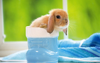 Animals, Muzzle, Ears, Rabbit HD wallpaper