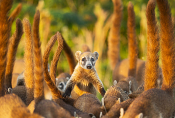 Coati, Animal background, Nature HD wallpaper