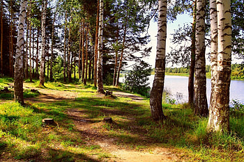 Birch forest, river, nature, forest, Birch HD wallpaper