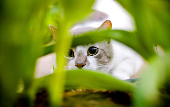 Behind The Bushes, cat, hiding behind grass HD wallpaper