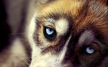 Dog eyes, dog, sweet, eyes, , cute, animals, husky, pets, face, close-up, nature HD wallpaper