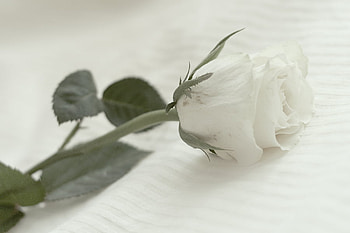 White rose, rose, beautiful, flower HD wallpaper
