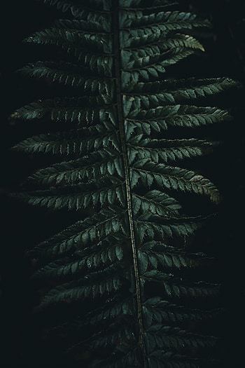 Leaves, Macro, Dark, Fern, Carved HD phone wallpaper