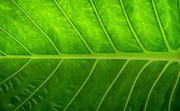Plant, Texture, Textures, Sheet, Leaf HD wallpaper