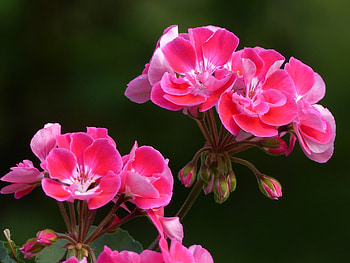 Geranium, plant, pink, flowers, sommer HD wallpaper