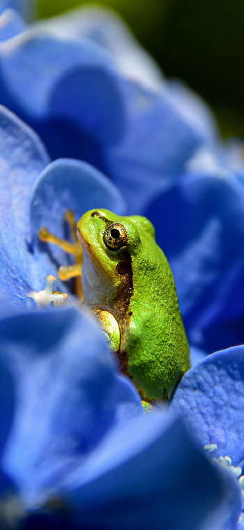 Frog, Nature's wonders, Unique species, Croaking beauty HD phone wallpaper