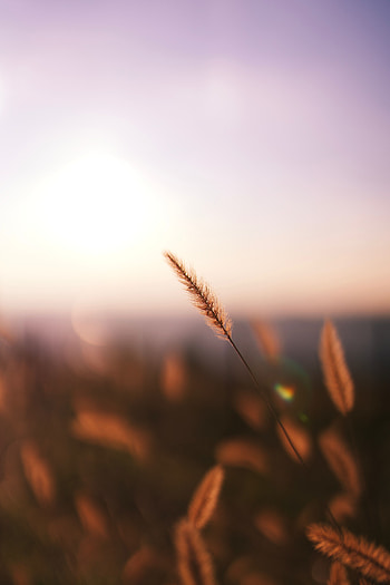 Grass, Plant, Macro, Spikelet HD phone wallpaper