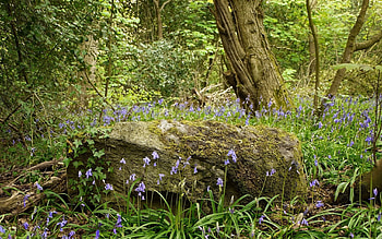 Nature, Flowers, Forest HD wallpaper