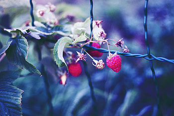 Raspberry, Berries, Macro, Petals HD wallpaper