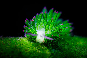 Nudibranch, sea, animal, ocean HD wallpaper