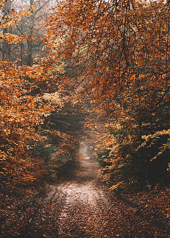 Nature, Autumn, Road, Forest HD phone wallpaper
