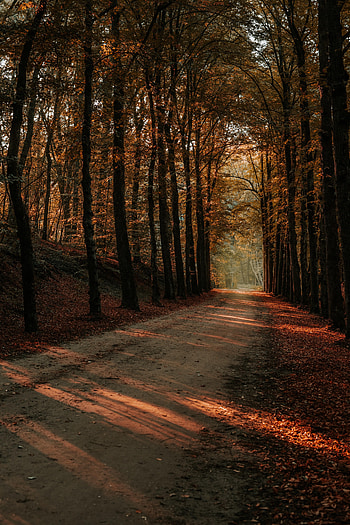 Alley, Nature, Trees, Autumn, Beams, Rays, Road HD phone wallpaper