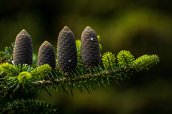 Pine Flower, flowers, nature, Pine, Flower HD wallpaper