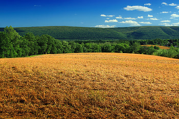 Nature, Grass, Bush, Field, Dry, Hill HD wallpaper