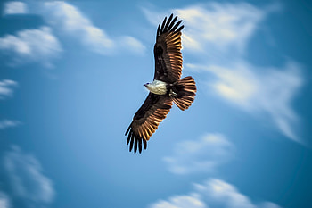 Eagle, flying, eagle, birds, wings, animals HD wallpaper