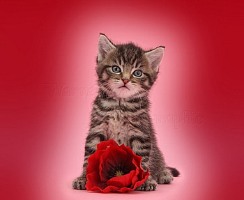 cute kitten with poppy flower, kitten, animals, cats, cute, poppy flower HD wallpaper