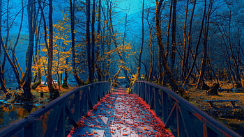 Autumn Park at Bosnia, trees, leaves, sunlight, path, bridge HD wallpaper