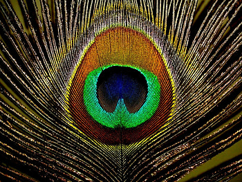 Vibrant peacock feathers, Exquisite plumage, Majestic bird, Striking colors HD wallpaper