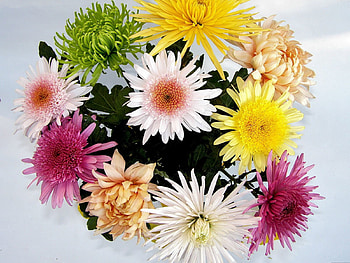 Flowers, Chrysanthemum, Bright, Bouquet, Different HD wallpaper