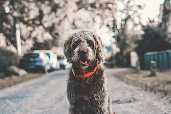 Dog, muzzle, red collar HD wallpaper