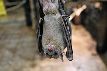 Animals, Mammal, Bats, Winged, Flying Dog HD wallpaper