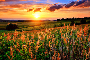 Sunset field, golden, glow, beautiful, orange, sunrise, fiery, scenery, field, sky, sunset HD wallpaper