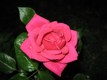 PRETTY PINK ROSE, FLOWER, PRETTY, ROSE, PINK HD wallpaper