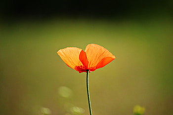 Single flower, orange poppy HD wallpaper