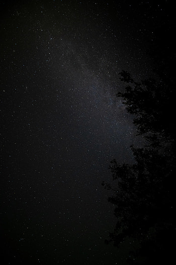Stars, Night, Dark, Wood, Tree, Starry Sky, Nebula HD phone wallpaper