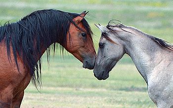 Horse, animal, run, hair HD wallpaper