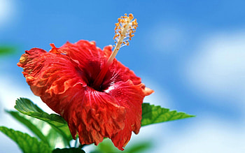 Plants, Flowers HD wallpaper