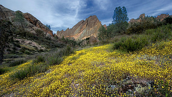 Machette ridge wildflowers, Pinnacles National Park, Paicines, California, blossomstrees, blossoms, landscape, clouds, sky, usa HD wallpaper