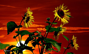 Sunflowers at sunset, glow, beautiful, orange, fiery, sunflowers, red, sky, sun, sunset HD wallpaper