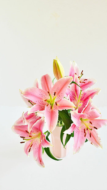Lily , Enthralling design, Pretty background, Lovely HD phone wallpaper