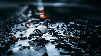 Street pigeons, City cohabitants, Flocking patterns, Pigeon diversity HD wallpaper