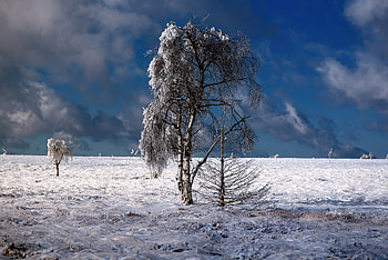 Snow Outdoor Tree , nature, snow, trees HD wallpaper