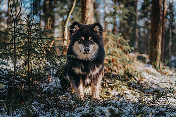 Animals, Fluffy, Dog, Pet, Sight, Opinion HD wallpaper