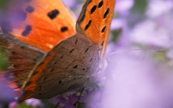 Patterns, Macro, Butterfly, Wings HD wallpaper
