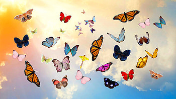 Miscellanea, Butterflies, Sky, Miscellaneous, Collage, hop HD wallpaper