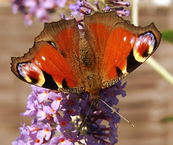 summer butterfly, butterfly, bugs HD wallpaper
