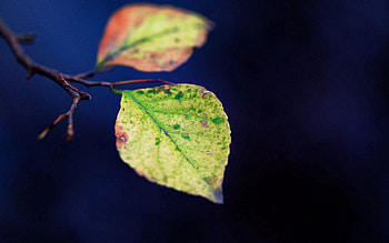 Leaves, Plant, Macro, Branch HD wallpaper