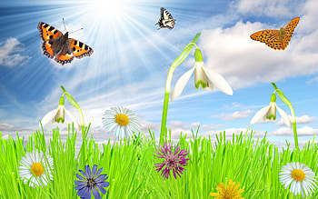 Tags Spring PX ~ Spring . HD wallpaper
