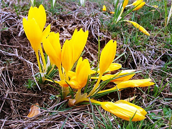 yellow crocus, crocus, yellow, nature, flowers, spring, forest HD wallpaper