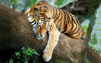 Tiger, animal, sleep, tree HD wallpaper