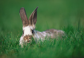 Animals, Grass, Ears, Rabbit, Hide And Seek, Hide-And-Seek HD wallpaper