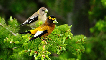 Animals, Birds, Leaves, Sit, Couple, Pair, Branch HD wallpaper