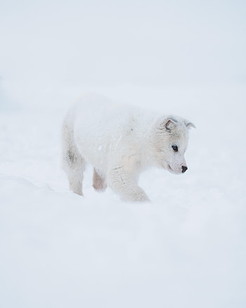 Animals, Snow, Dog, Puppy, Husky HD phone wallpaper