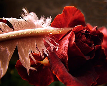 A Sonnet for my Love, quill, words, rose, pink, feather, love, red, romantic HD wallpaper