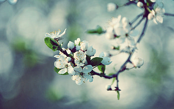 Flowers, Macro, Wood, Tree, Bloom, Flowering, Branch, Spring HD wallpaper
